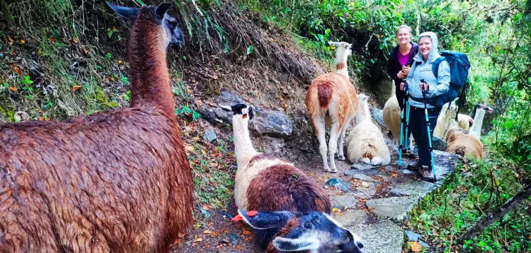 Discover the Fascinating Wildlife along the Salkantay Trail