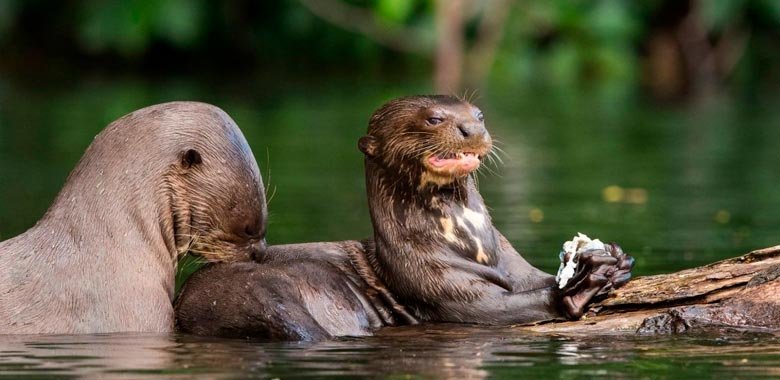 Discover the Best Amazon Rainforest Tours