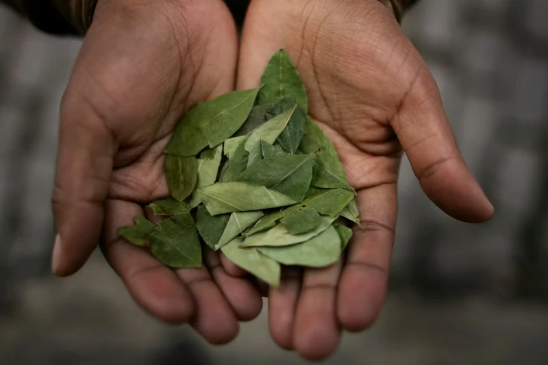 Coca Leaves for Altitude Sickness: Natural Relief in the Andes