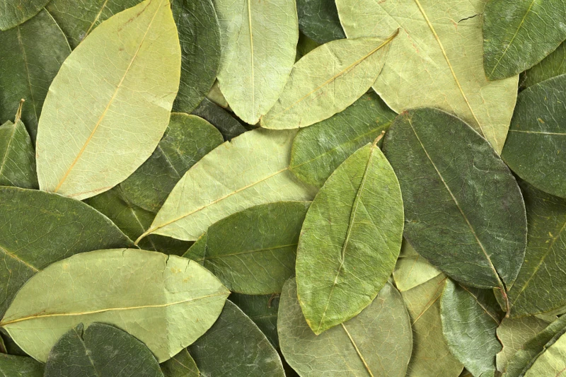 coca leaves