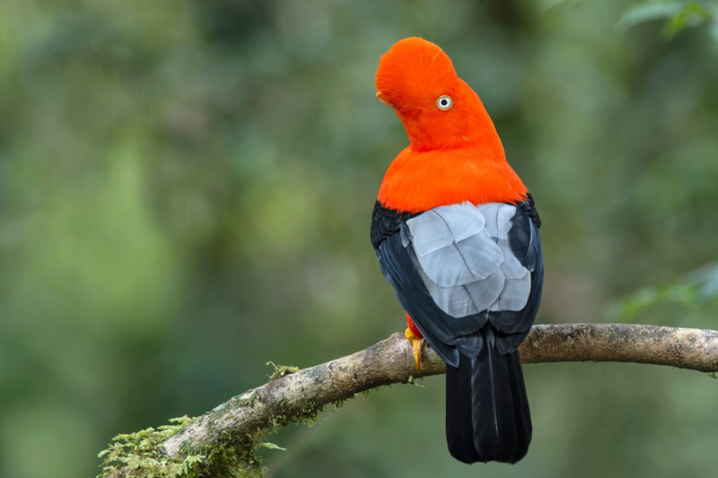 Wildlife In Machu Picchu