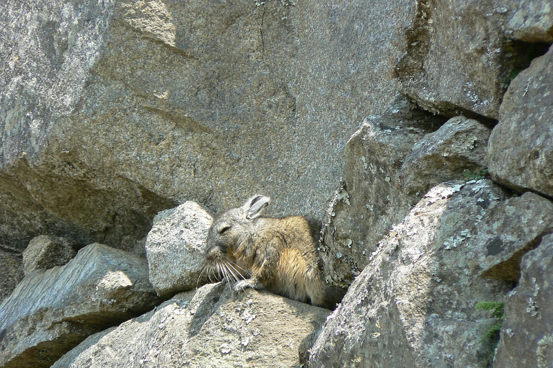 Wildlife In Machu Picchu