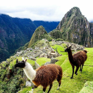 Wildlife In Machu Picchu