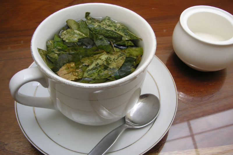 coca leaf tea