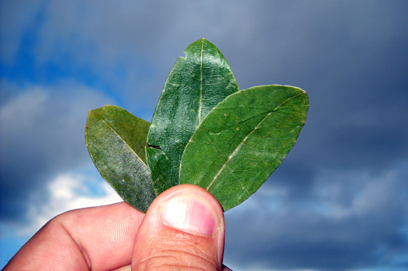 coca leaf tea