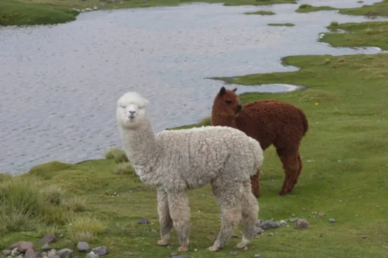 Difference between alpacas and llamas
