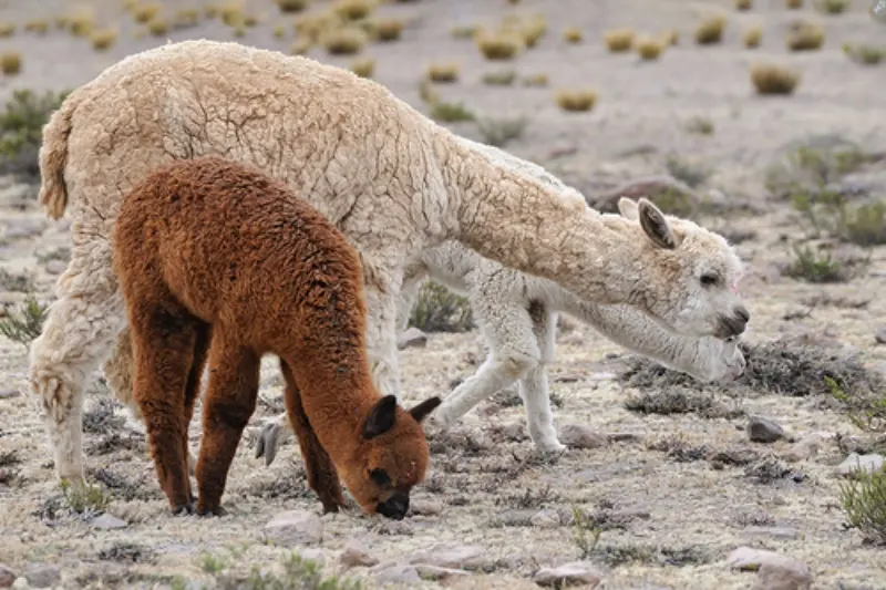 Difference between alpacas and llamas