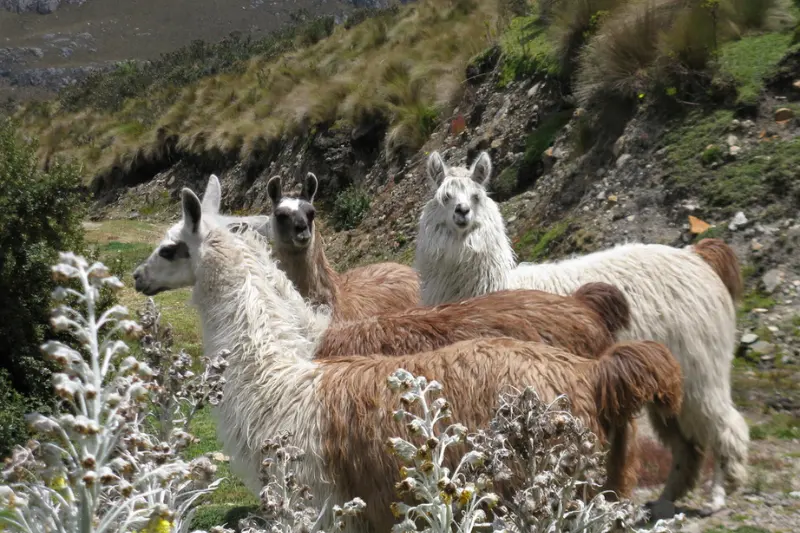Difference between alpacas and llamas