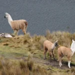Difference between alpacas and llamas