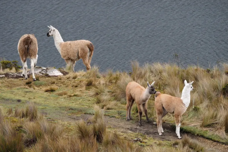 Difference between alpacas and llamas