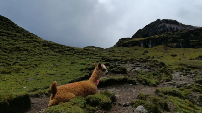 Day 2: Cuncani – Sicllaqasa Pass – Pacchayoc