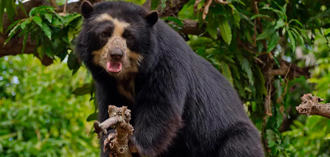 Biodiversity of the Inca Trail