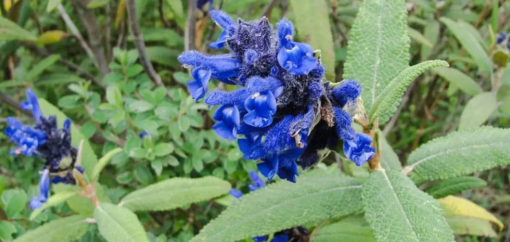 Biodiversity of the Inca Trail