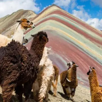 Discover the Fauna and Flora in Vinicunca