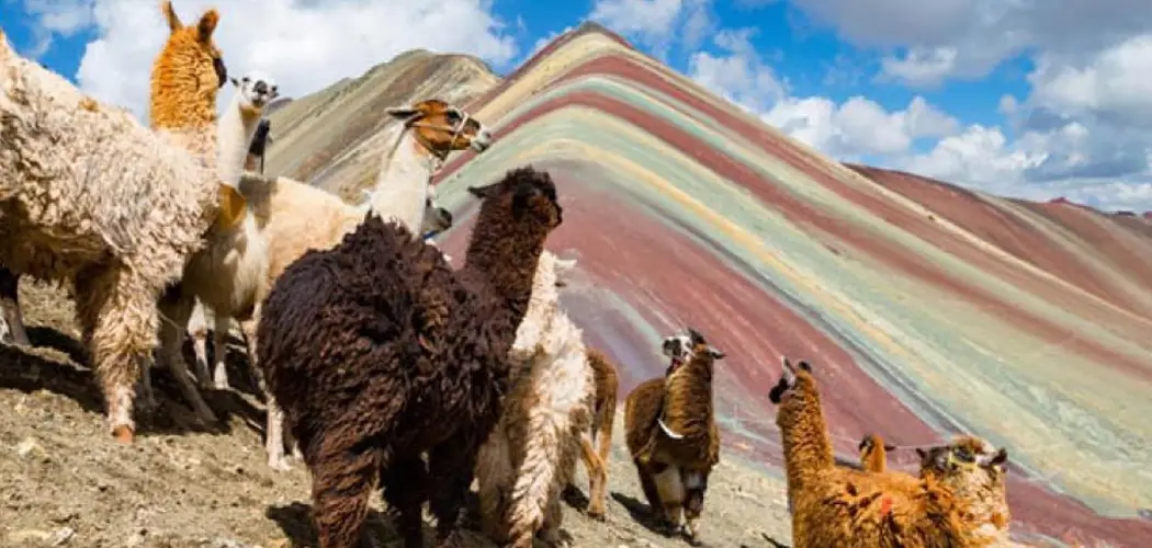 Fauna and Flora in Vinicunca