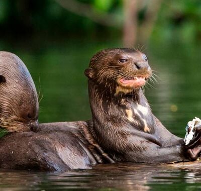 Discover the Best Amazon Rainforest Tours with Guiding Cusco Expeditions