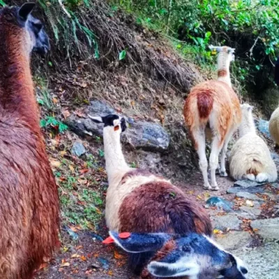 Discover the Fascinating Wildlife along the Salkantay Trail: A Guide for Adventurers